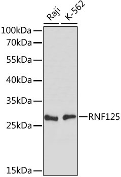 RNF125 Antibody