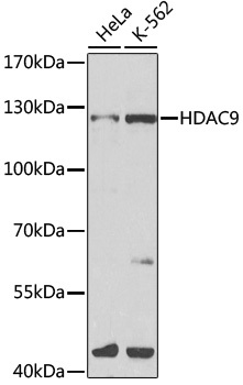 HDAC9 Antibody