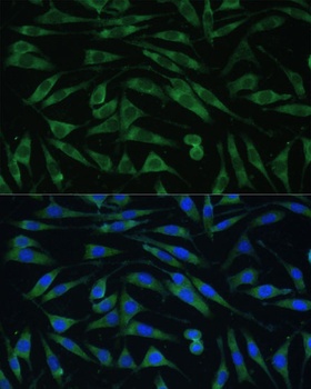 DNM3 Antibody