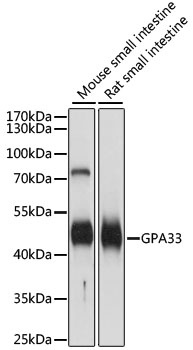 GPA33 Antibody