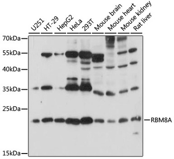 RBM8A Antibody