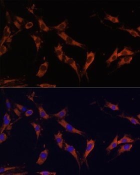 KSR1 Antibody