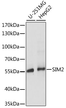 SIM2 Antibody