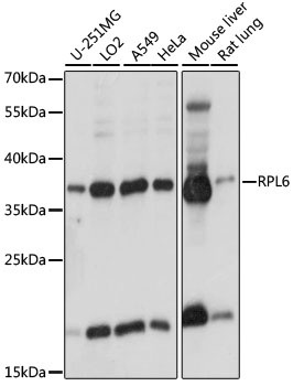 RPL6 Antibody