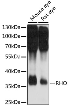 RHO Antibody