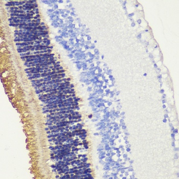 RHO Antibody