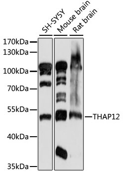 THAP12 Antibody