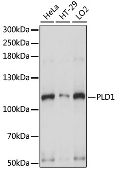 PLD1 Antibody