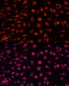 NOS3 Antibody