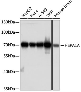 HSPA1A Antibody
