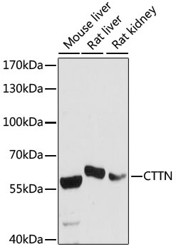 CTTN Antibody