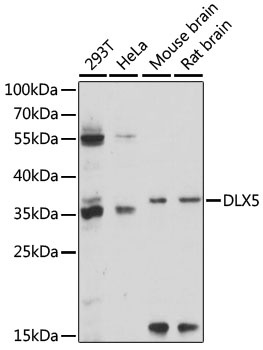 DLX5 Antibody