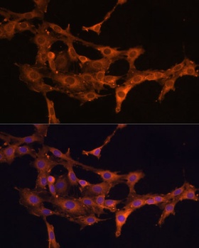 DCN Antibody