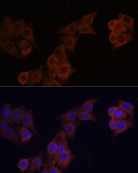 DCN Antibody