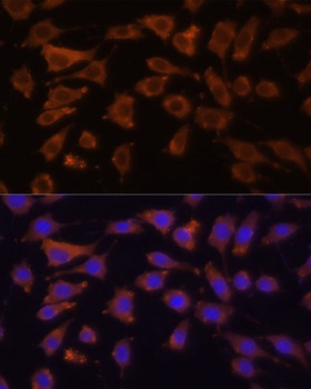 DCN Antibody