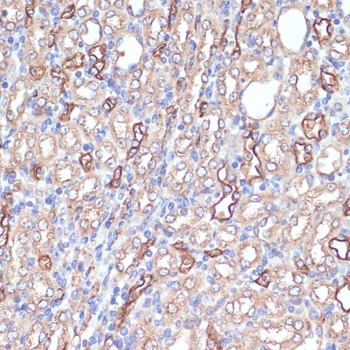 AQP1 Antibody