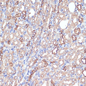 AQP1 Antibody