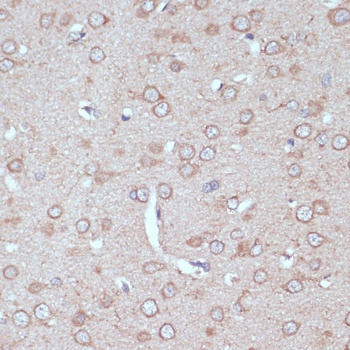 AQP1 Antibody