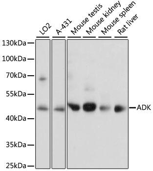 ADK Antibody