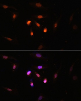 KAT6A Antibody