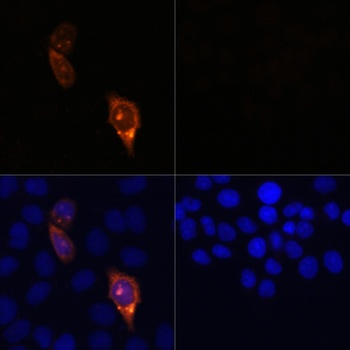 CAS9 Antibody