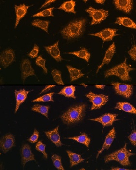 PDHA2 Antibody