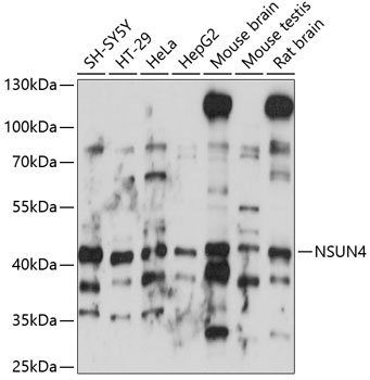 NSUN4 Antibody