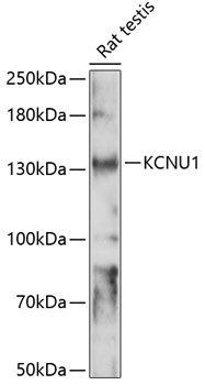 KCNU1 Antibody