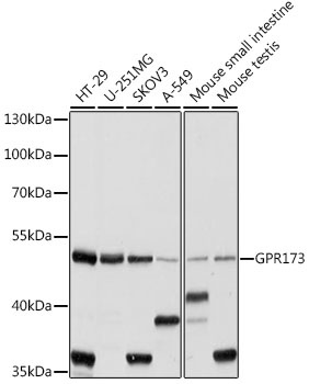 GPR173 Antibody