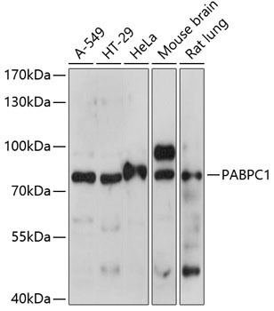 PABPC1 Antibody