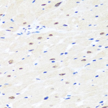 BRMS1 Antibody