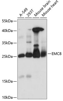 EMC8 Antibody