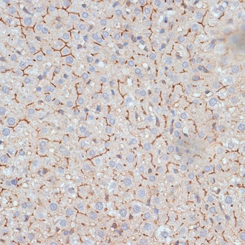 G3BP1 Antibody