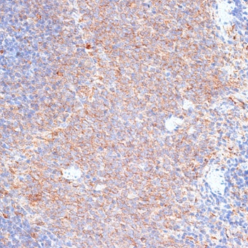 G3BP1 Antibody