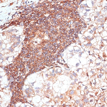 G3BP1 Antibody