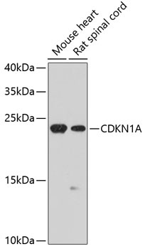 CDKN1A Antibody