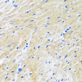 BAG3 Antibody