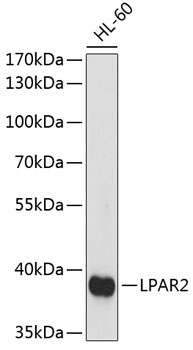 LPAR2 Antibody