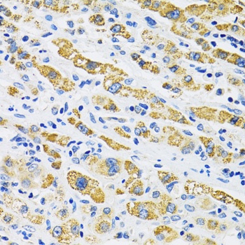 SLC16A4 Antibody