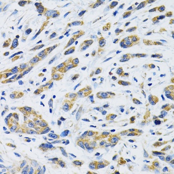 SLC16A4 Antibody