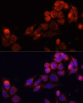 SLC16A4 Antibody