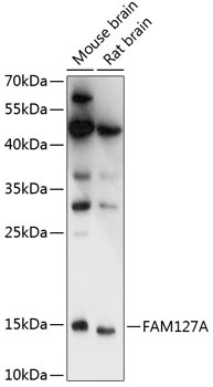 FAM127A Antibody