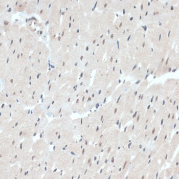 TXN Antibody