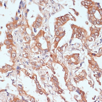 PTPRN2 Antibody