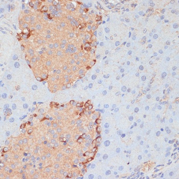 PTPRN2 Antibody