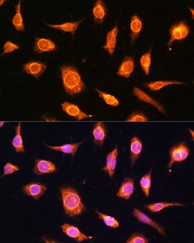 PTCH1 Antibody