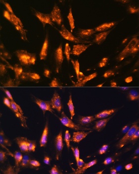 PTCH1 Antibody