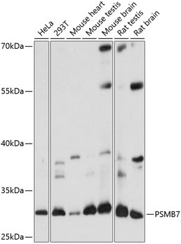 PSMB7 Antibody