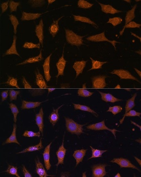 PDE6D Antibody