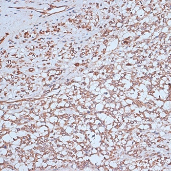 NFE2L1 Antibody